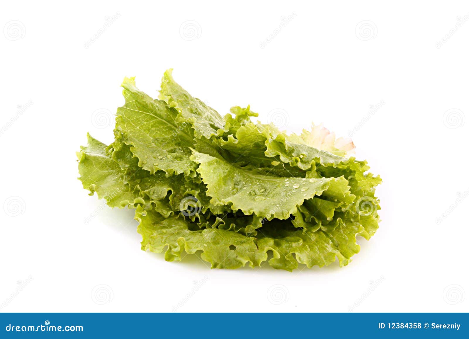 Salad leaves stock photo. Image of health, isolated, vegetables 12384358