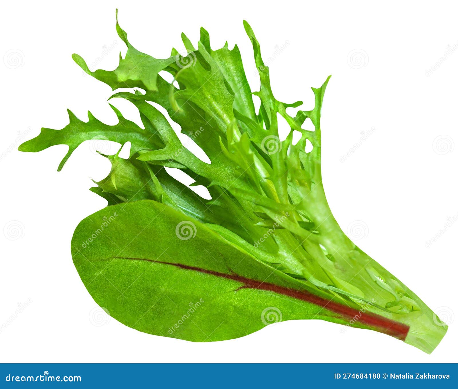 Salad Leaves Isolated on White Background. Salad Collection Top View