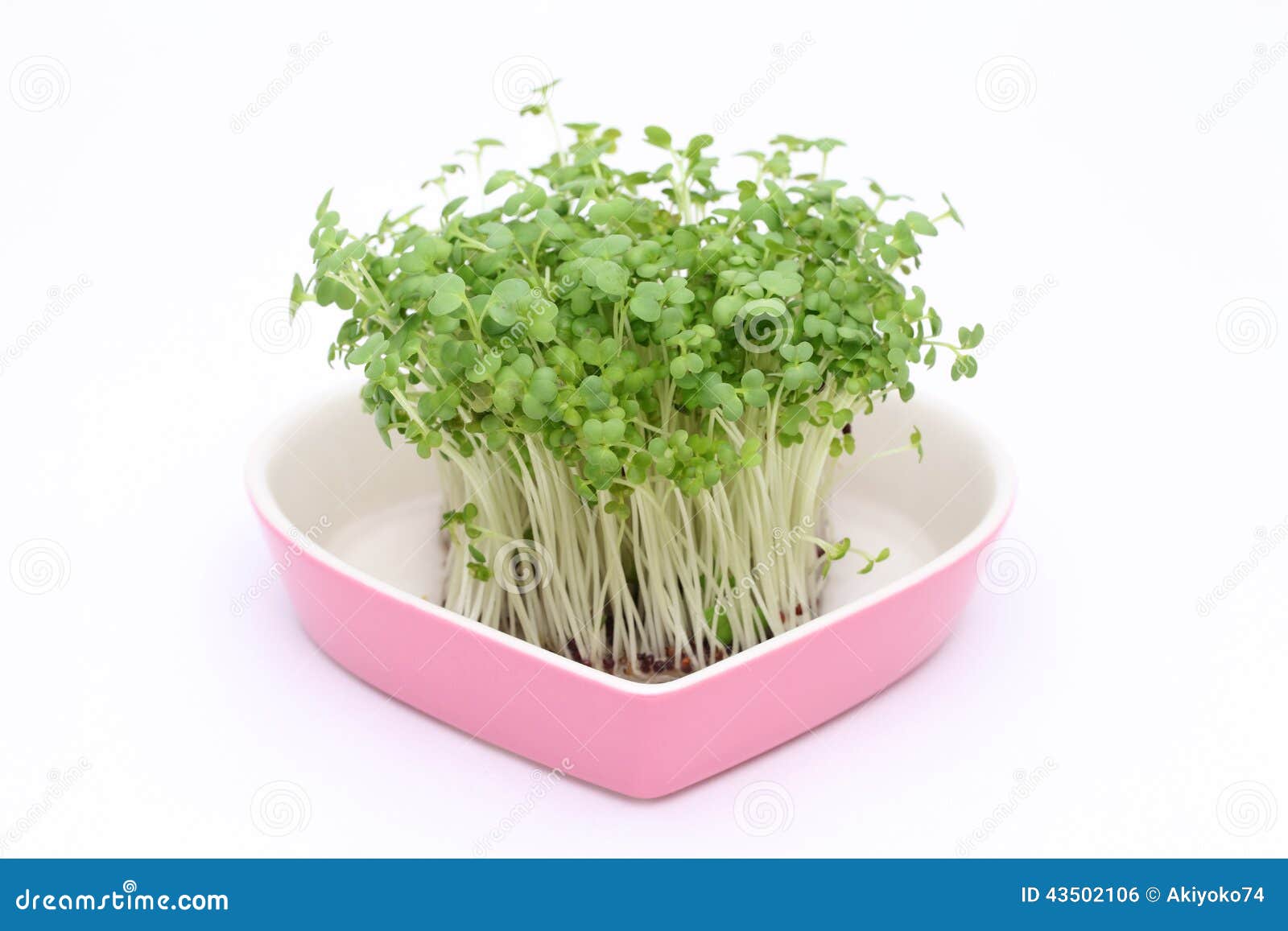 Salad mustard cress stock photo. Image of closeup, crop 43502106