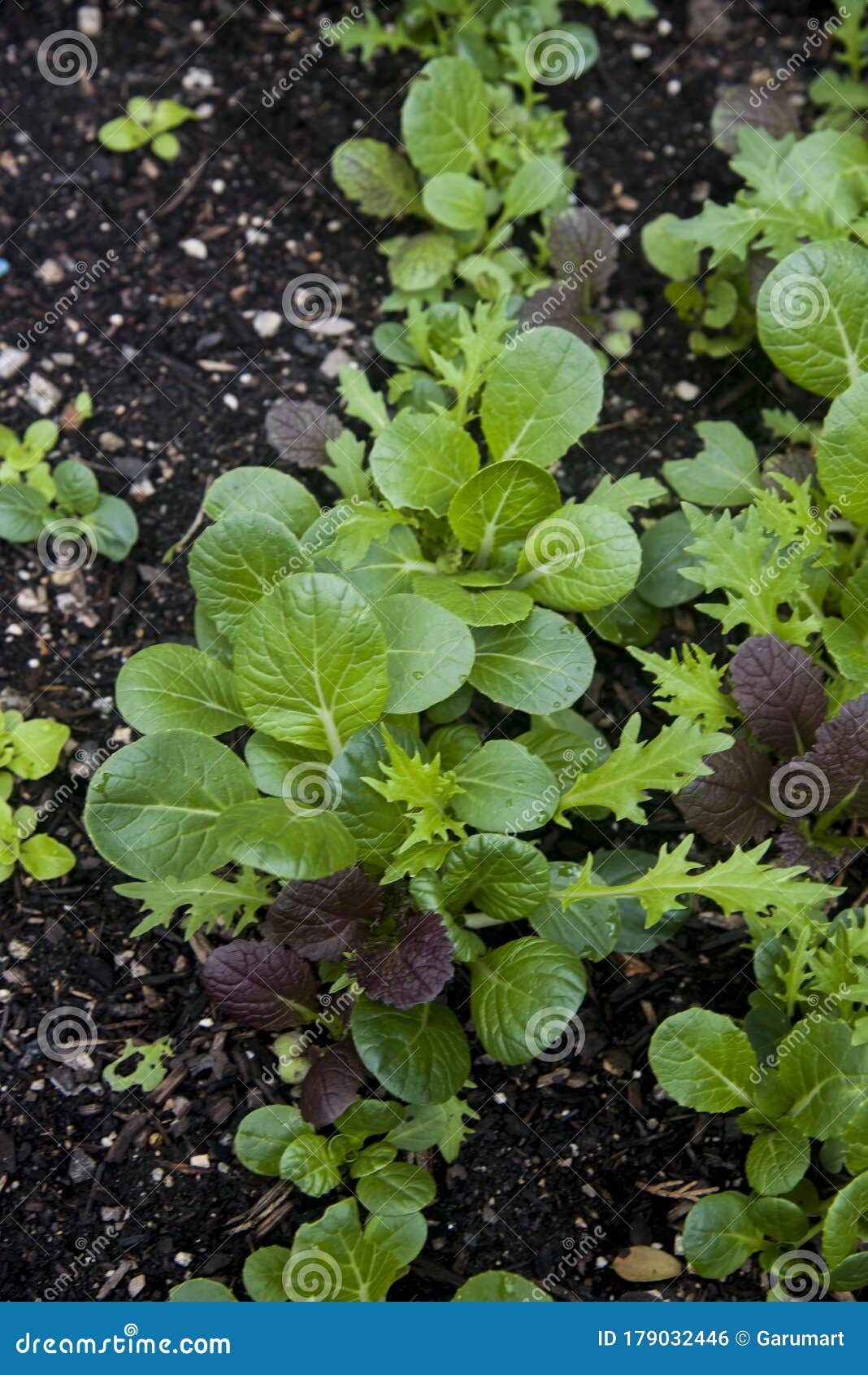 Salad plants on the campus stock photo. Image of farm 179032446