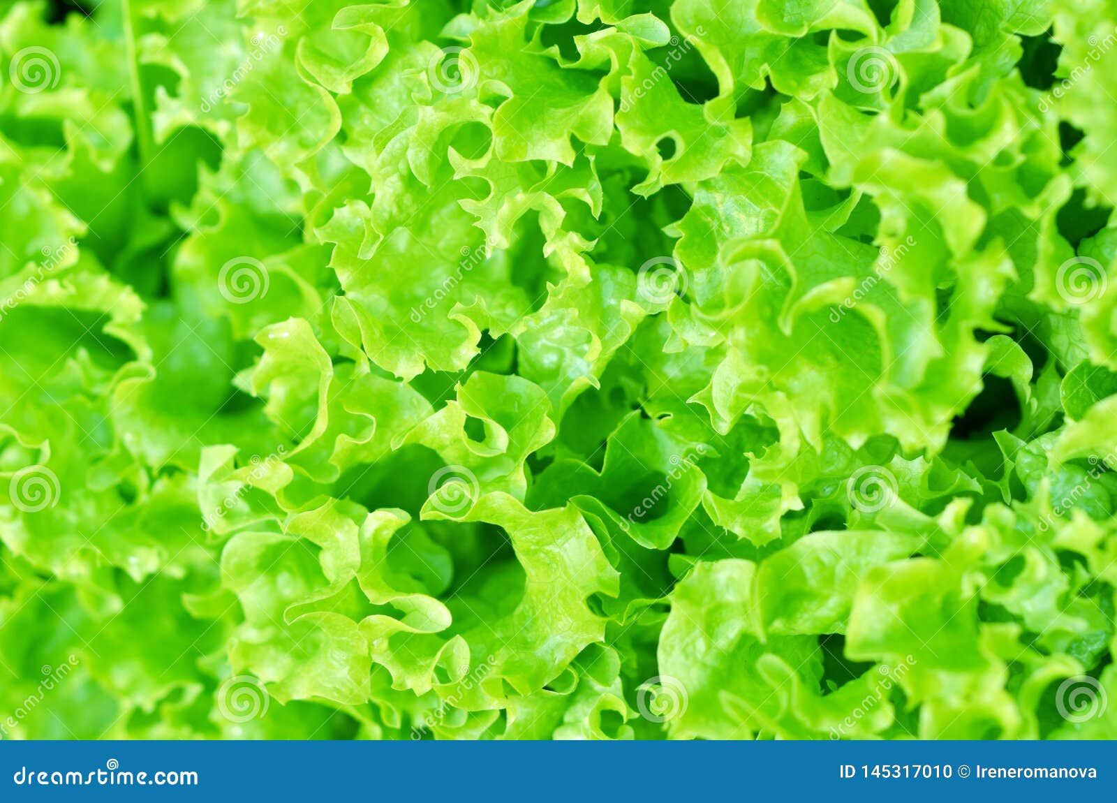 Salad Texture Green Lettuce Growing In Vegetable Garden Stock Photo Image Of Lettuce Crop 145317010