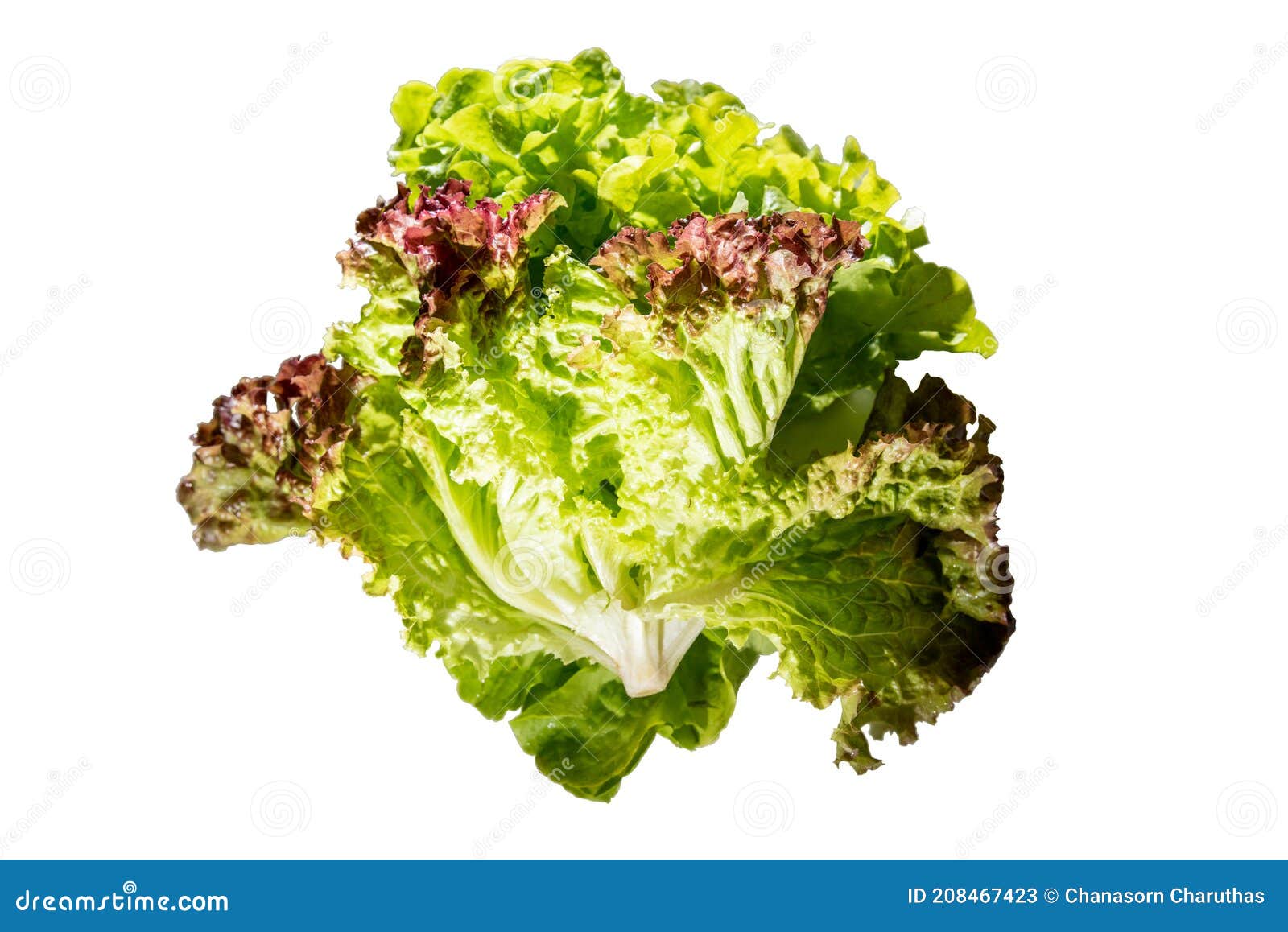 Salad Vegetables on Isolated White Background Stock Image Image of plant, organic 208467423