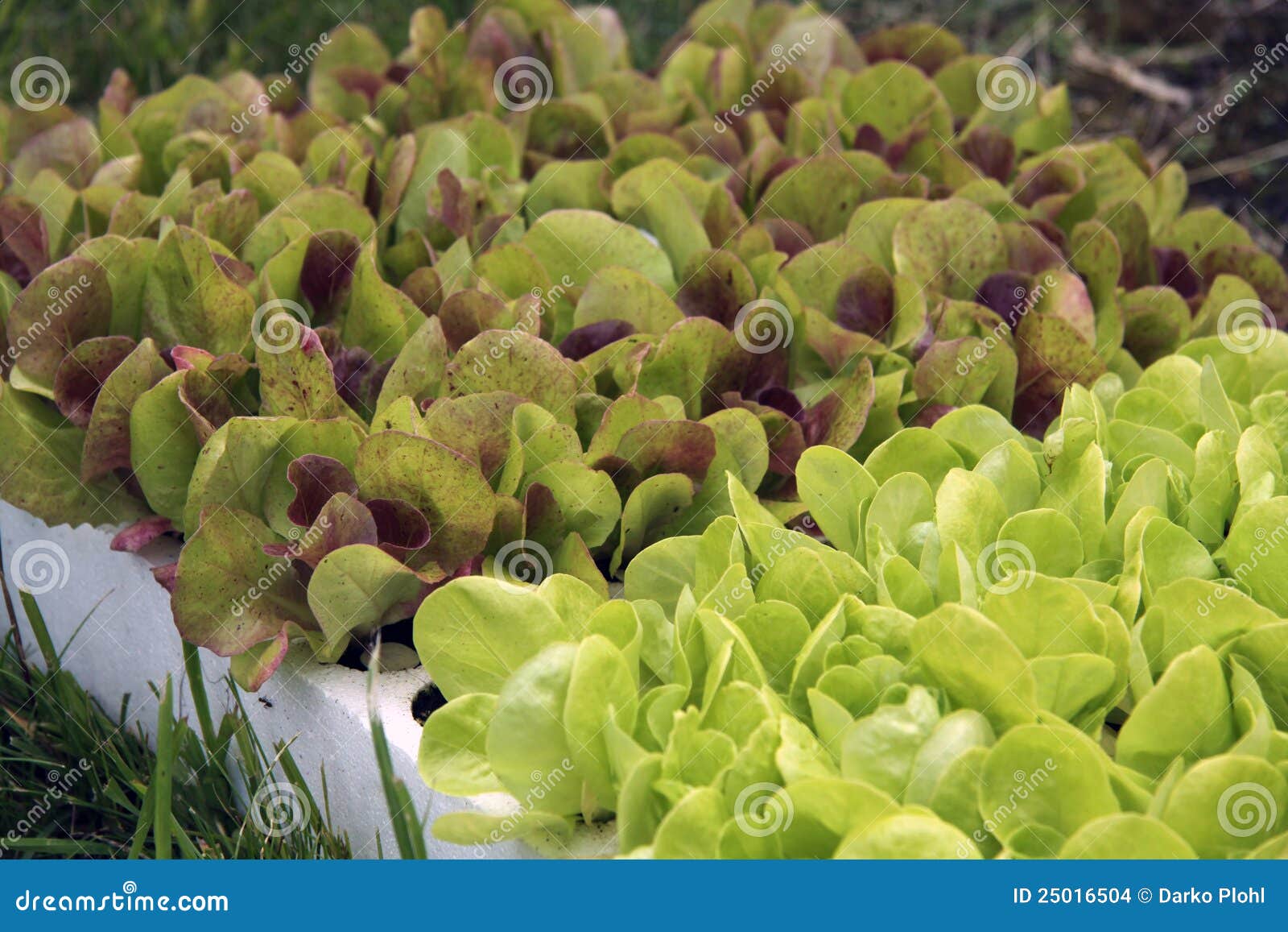 Salad Young Plants for Planting Stock Photo Image of home, plants 25016504