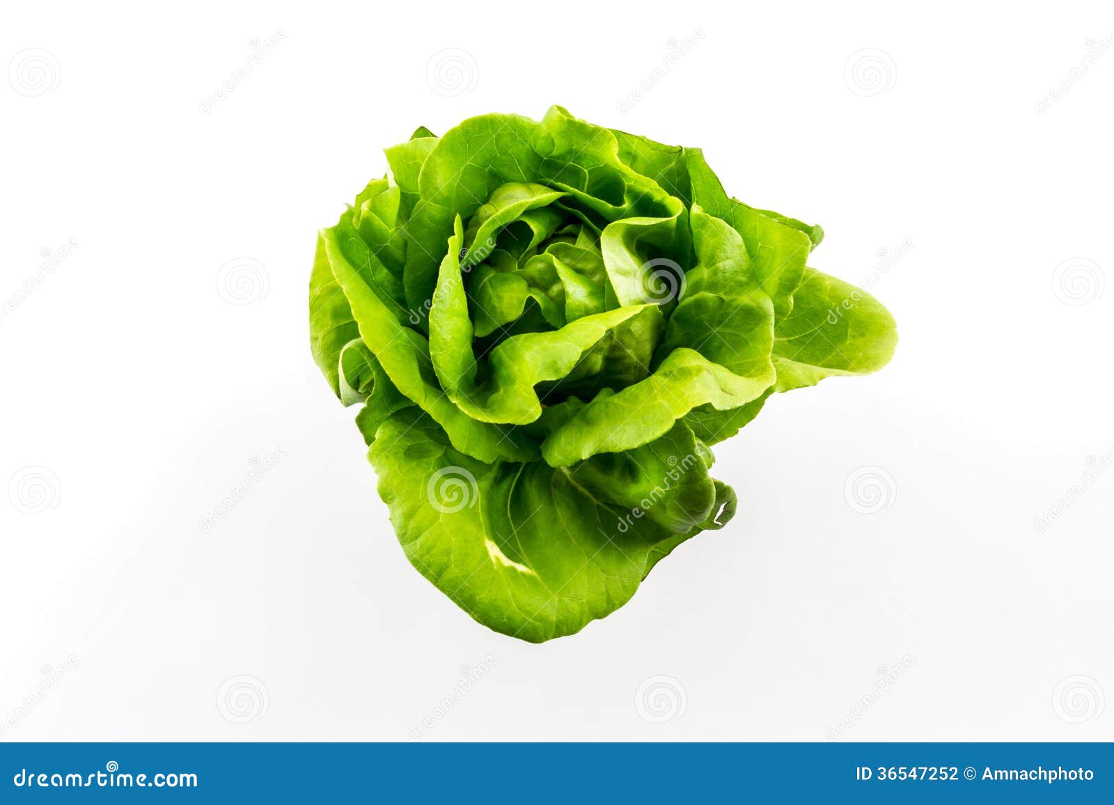 Salada de Butterhead. foto de stock. Imagem de vegetariano 36547252