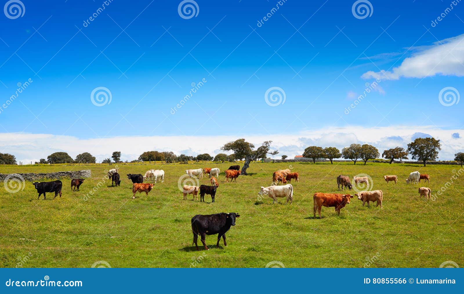 salamanca grassland cows cattle in dehesa