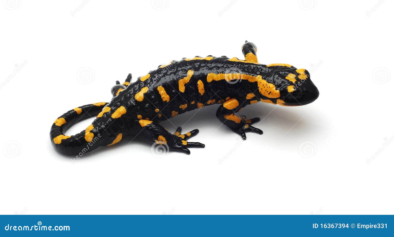 Salamander foto de archivo. Imagen de anfibio, aislado 16367394