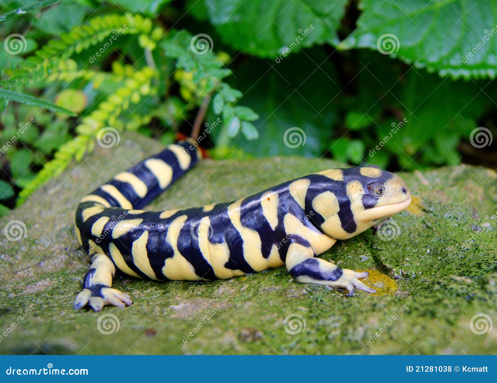 Branco Gigante Indiano Ordenhado Ou Gigantesco Rato Engolido No Galho.  Imagem de Stock - Imagem de coroa, alergia: 241533495