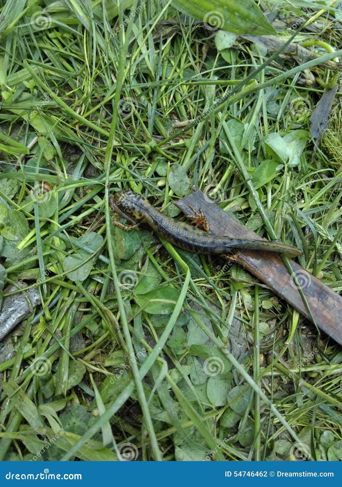 Salamander eating worm stock photo. Image of eating, salamander 54746462