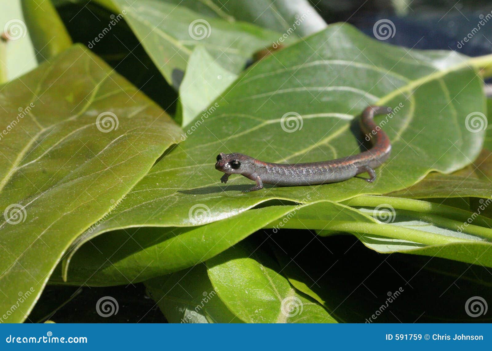 salamander pose