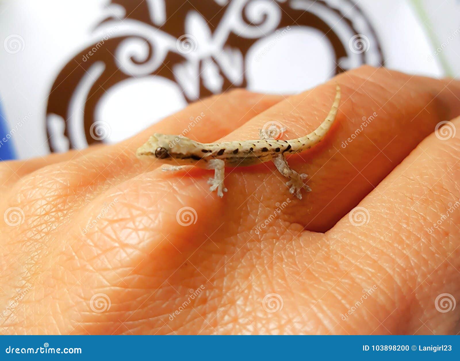 Salamandra del bebé foto de archivo. Imagen de animal - 103898200, image size:1600x1256