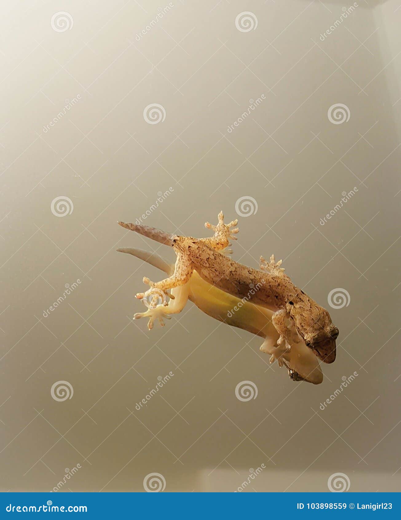 Salamandra del bebé imagen de archivo. Imagen de isla - 103898559, image size:1305x1690