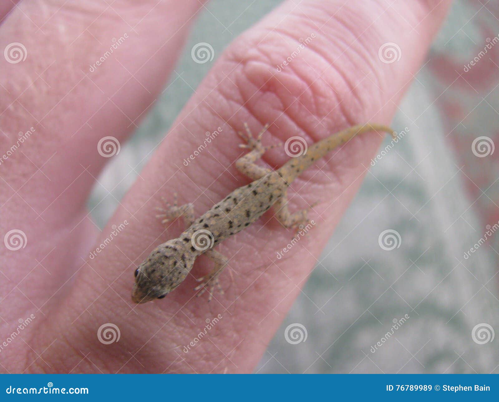 Salamandra del bebé imagen de archivo. Imagen de mano - 76789989, image size:1600x1290