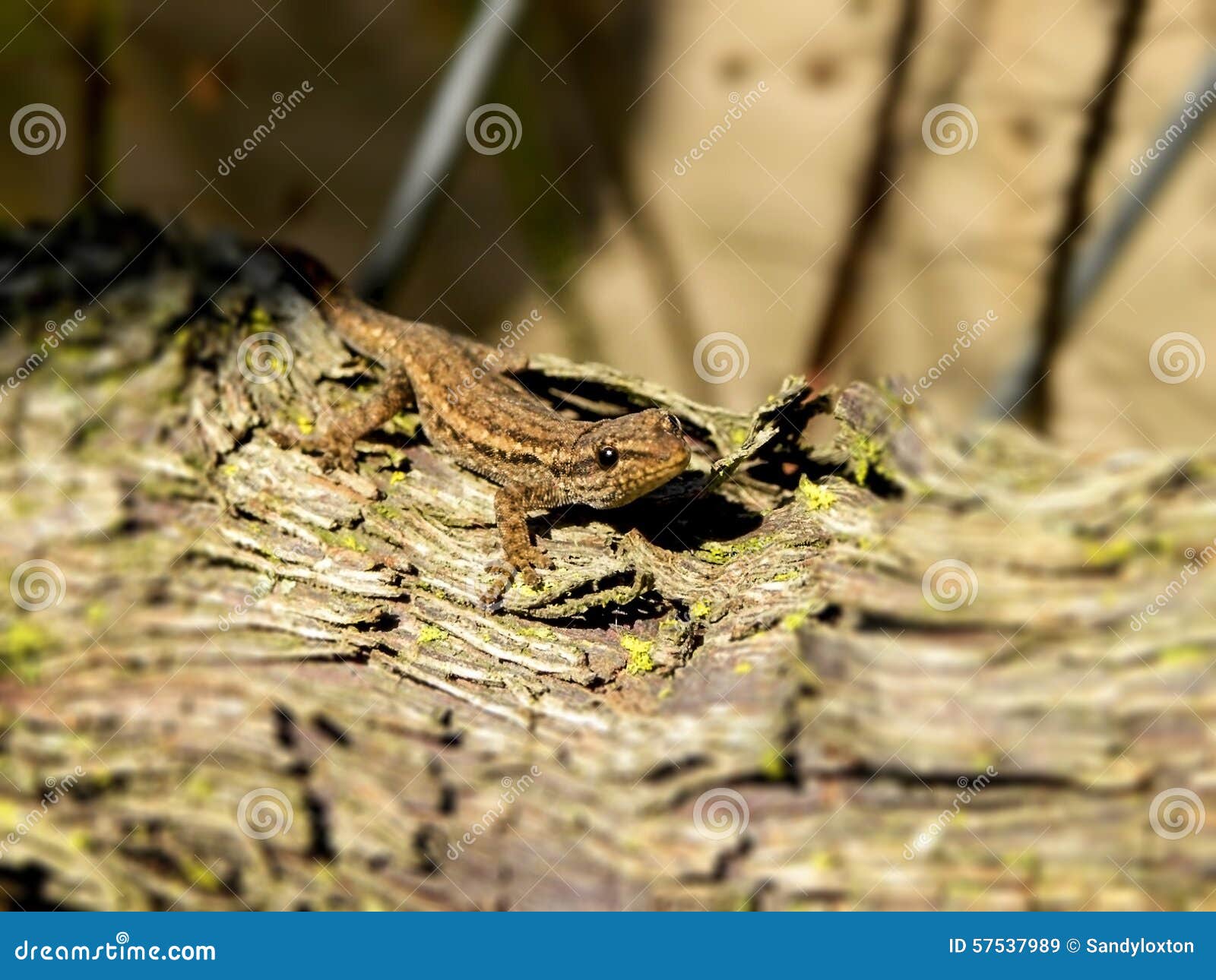 Salamandra Del Campo Común Del Bebé Imagen de archivo - Imagen de corteza,  reptiles: 57537989, image size:1600x1290