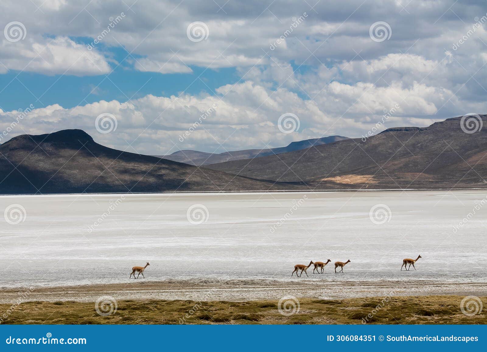 salar on south america altiplano, reserva natural de salinas y aguada blanca