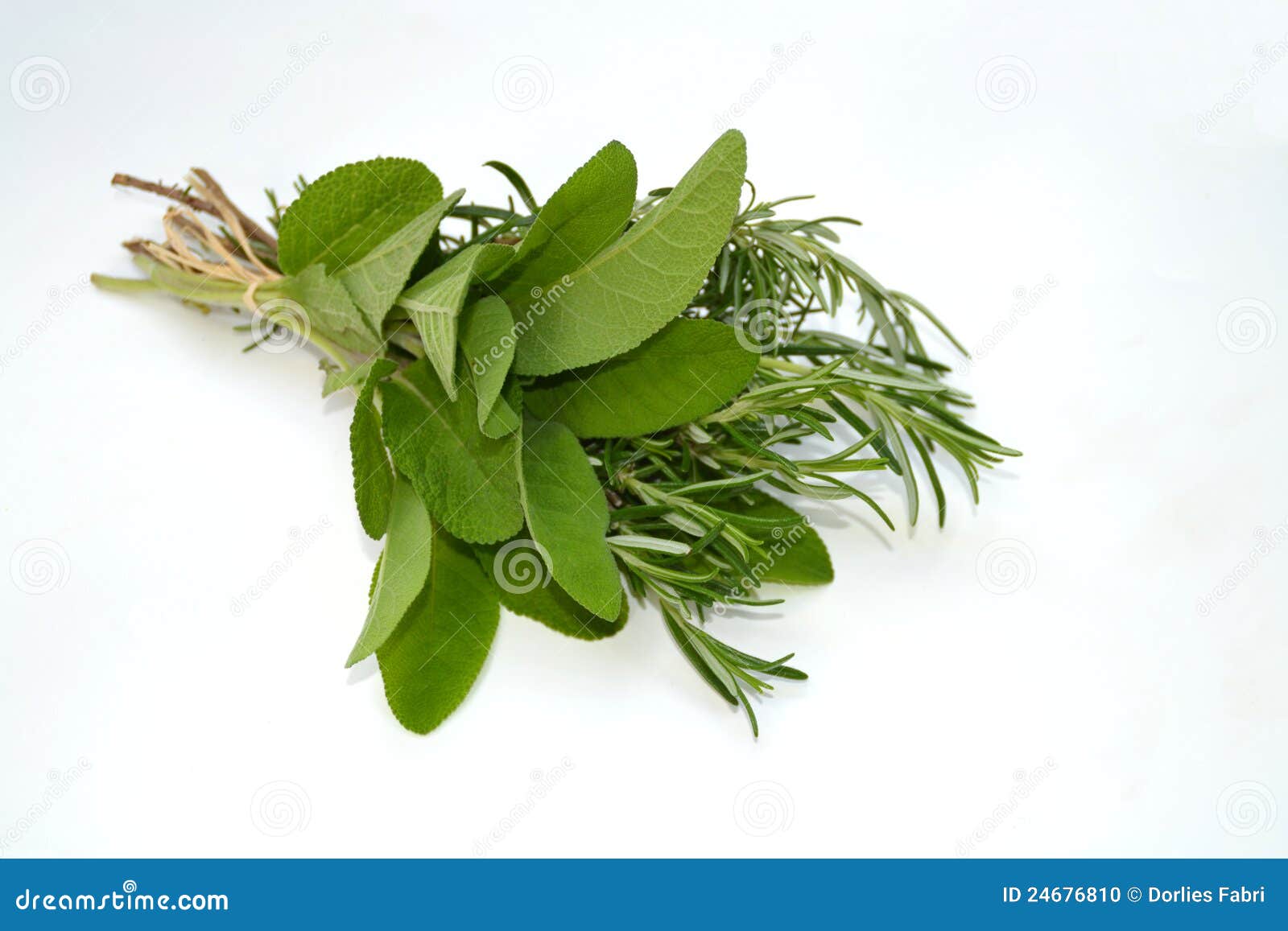 Salbei und Rosmarin stockfoto. Bild von medizinisch, blätter 24676810