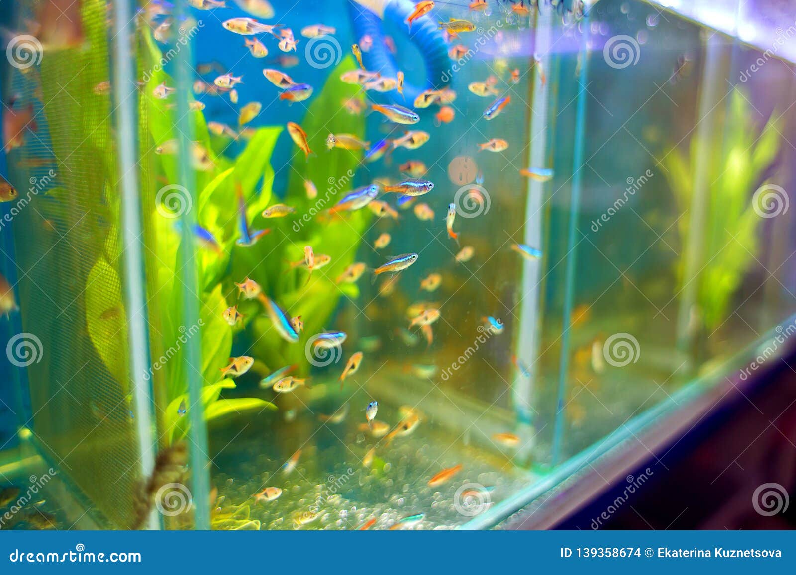 Sale Of Aquarian Small Fishes In Pet Shop A Big Show Window With