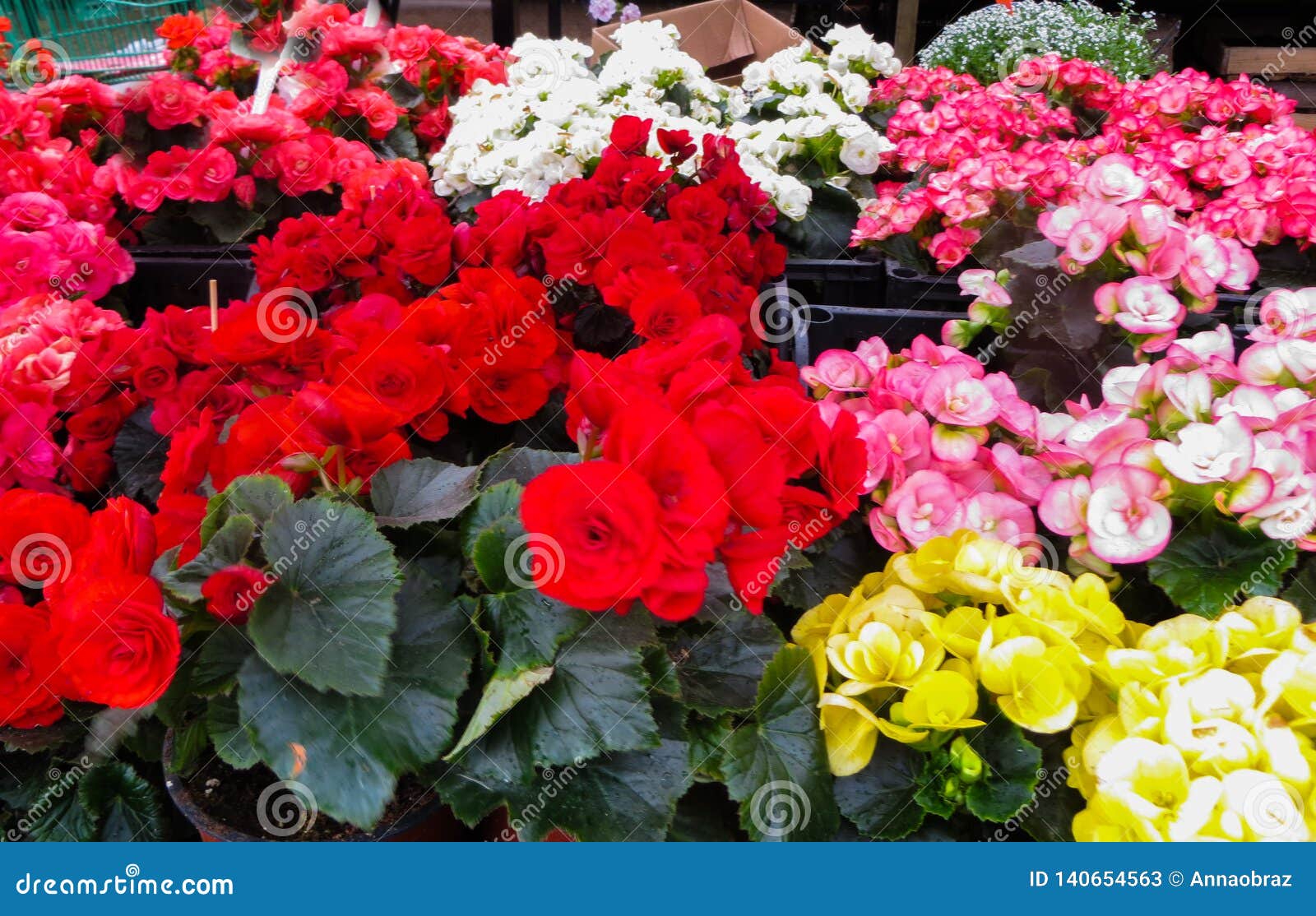 sale of flower seedlings on the market in riga.latvia
