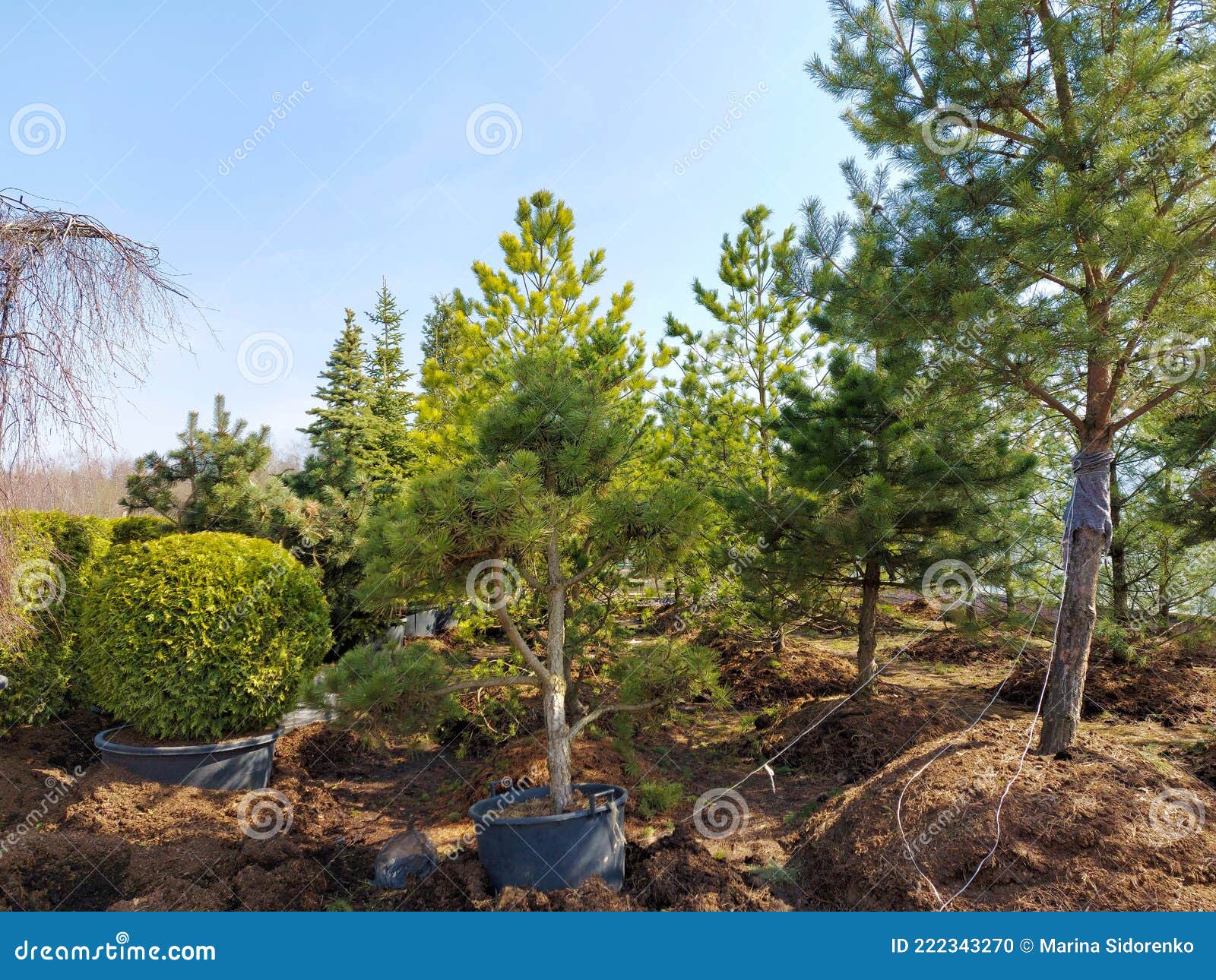 Sale of Trees in the Garden Center Stock Photo Image of dirt, ready