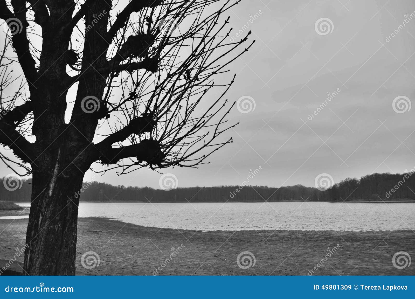 Salice bianco e nero. Salice di inverno con il lago vuoto