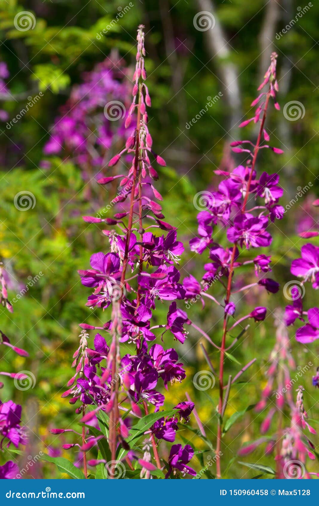 Salice Francese Epilobium Angustifolium Fotografia Stock Immagine Di Francese Spazzola