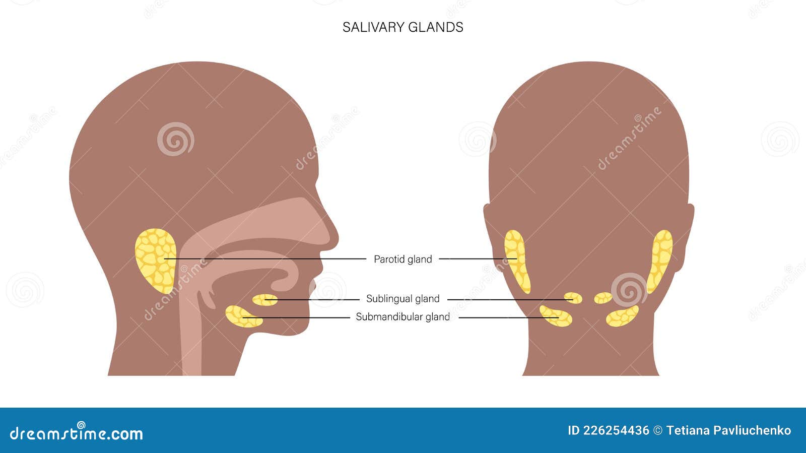 salivary gland concept