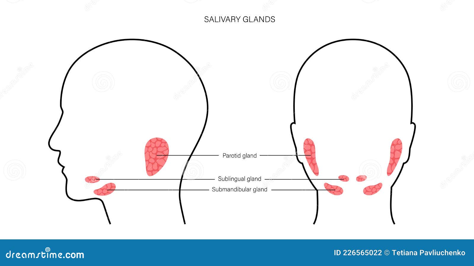 salivary gland concept