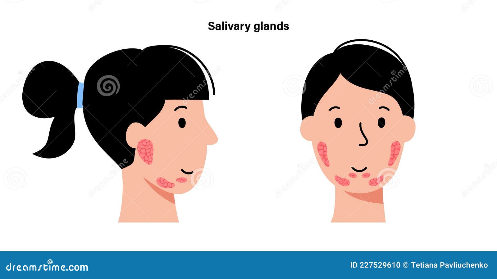 salivary gland concept
