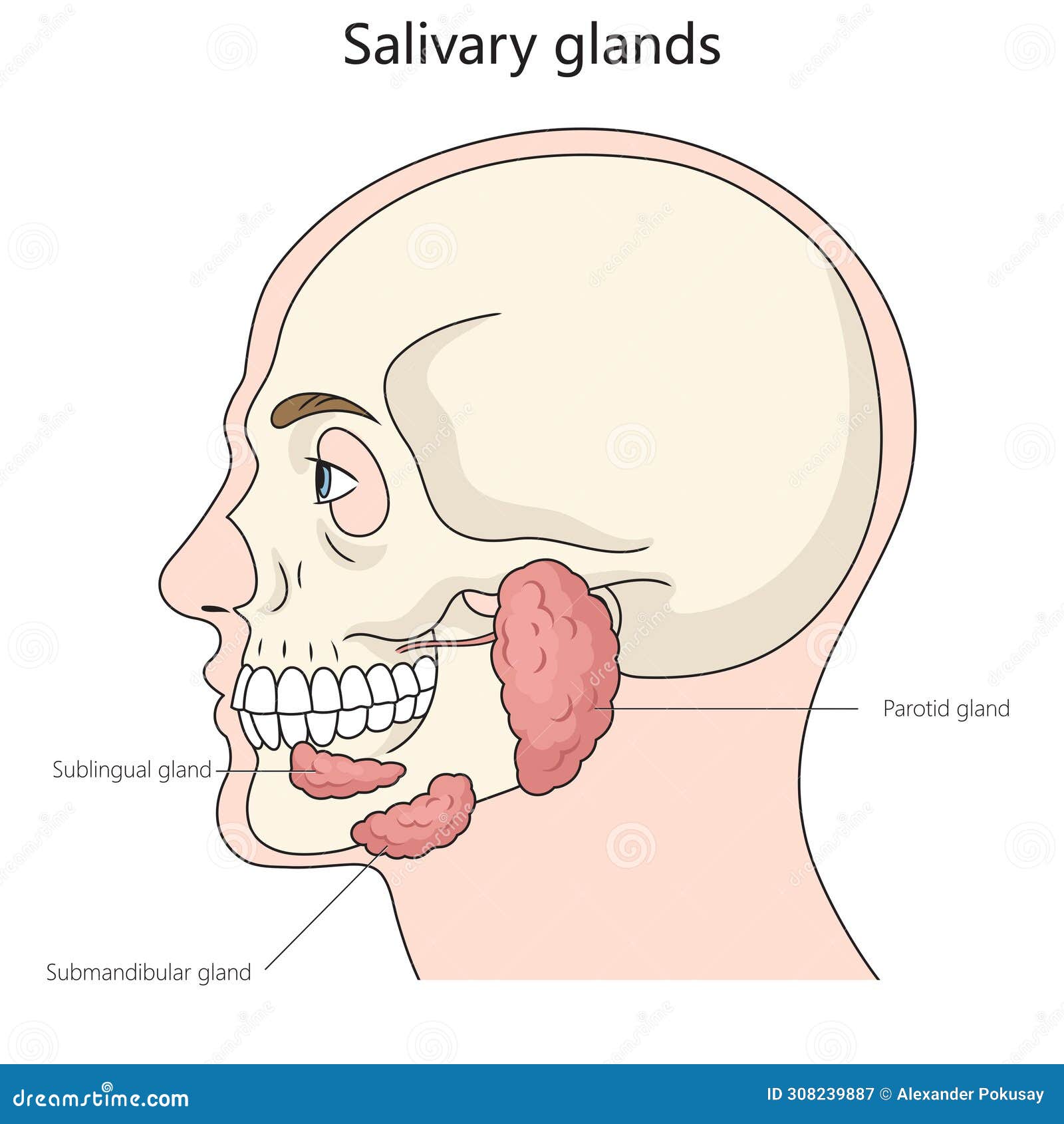 salivary gland structure diagram medical science