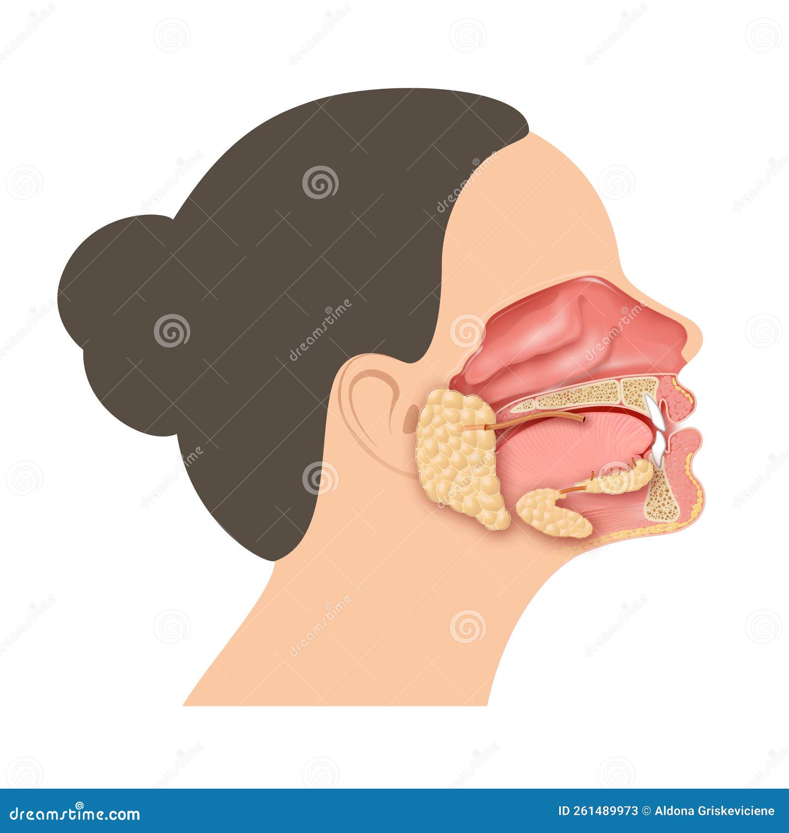 the salivary glands in the mouth