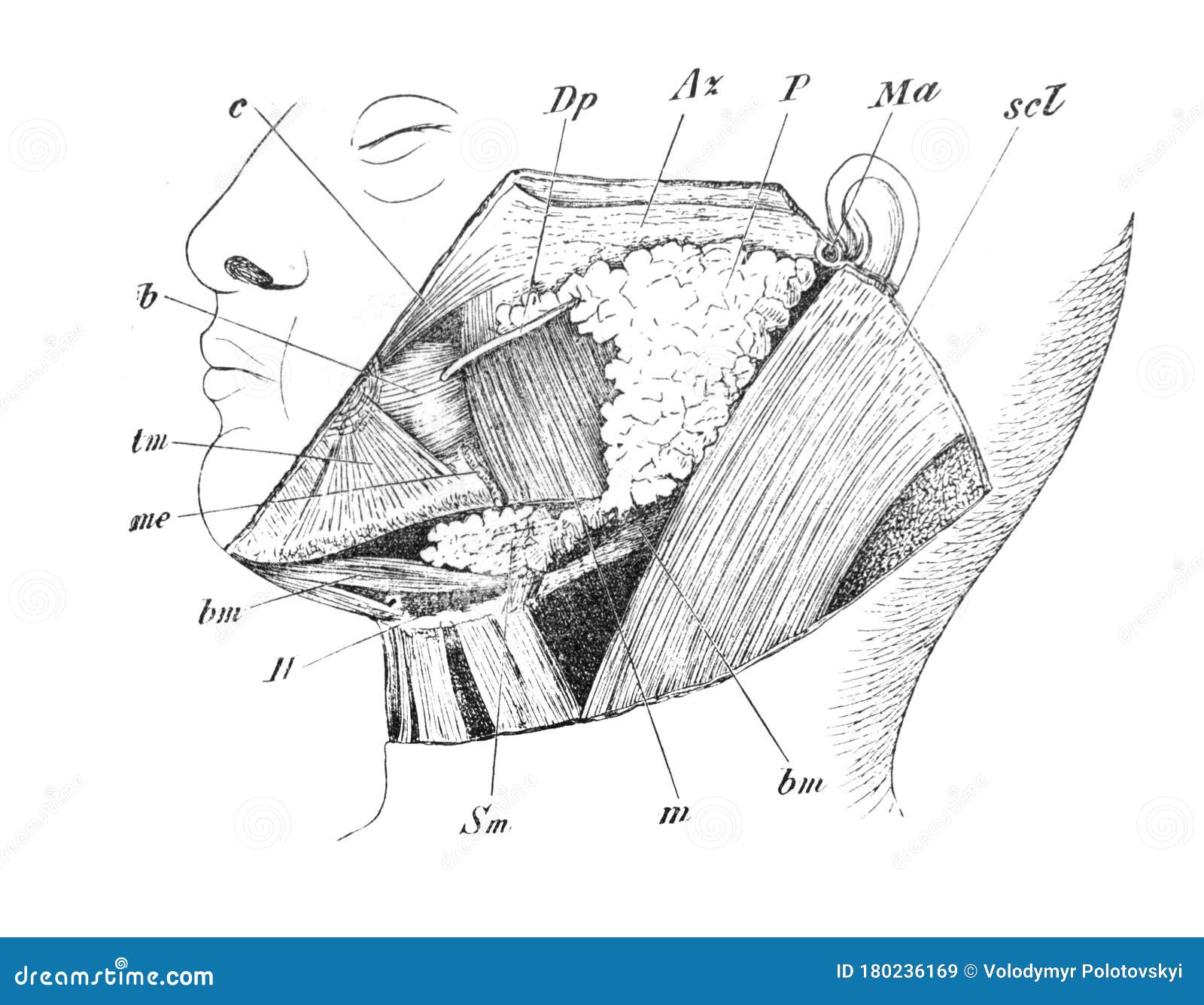 salivary glands in the old book the human anatomy basics, by a. pansha, 1887, st. petersburg