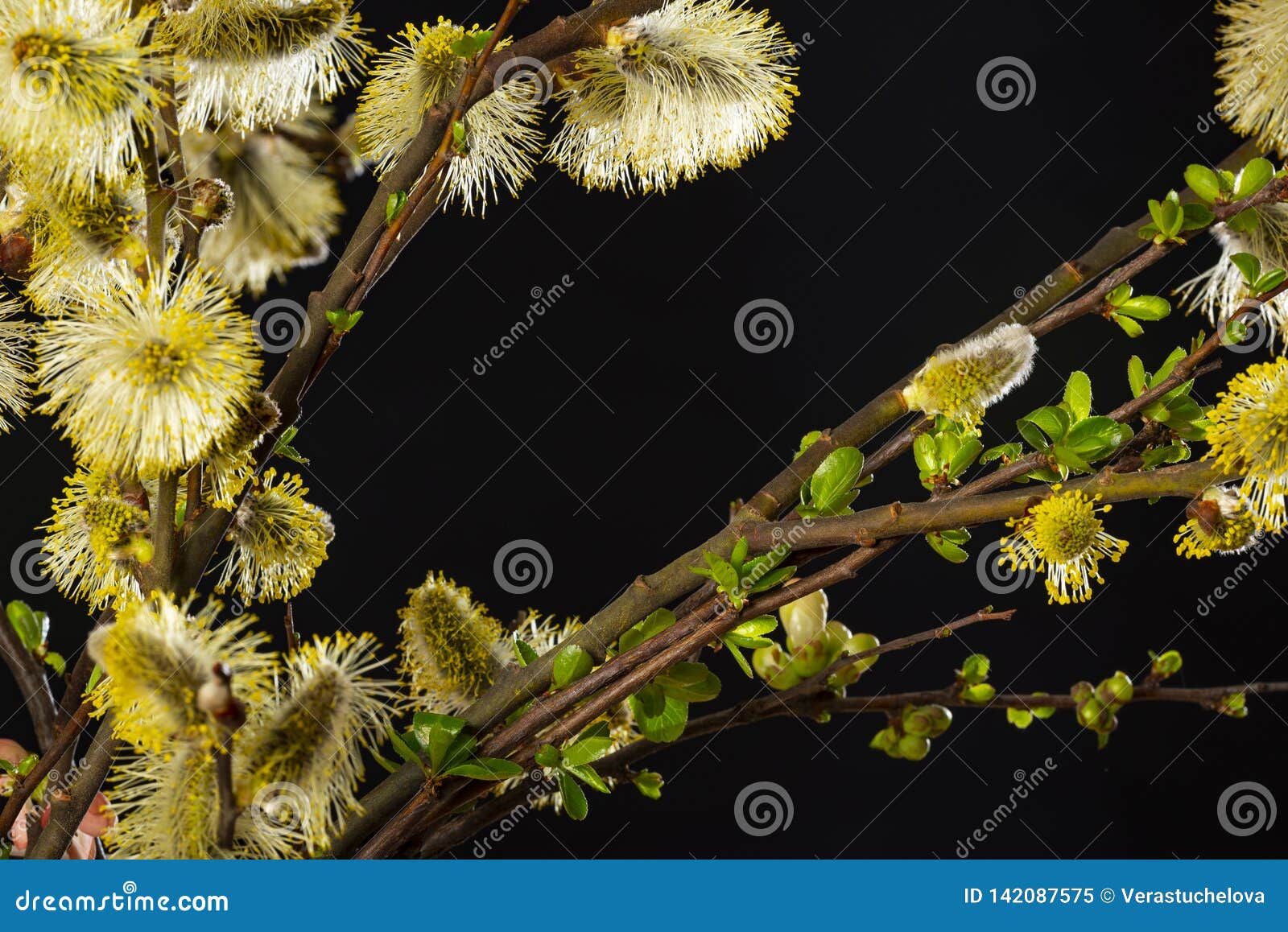 salix caprea, goat willow, willow, great sallow