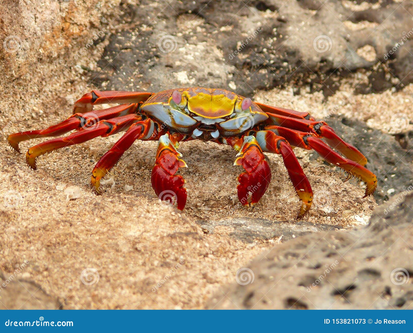 Sally Light Foot Crab stock image. Image of cruz, holiday 153821073