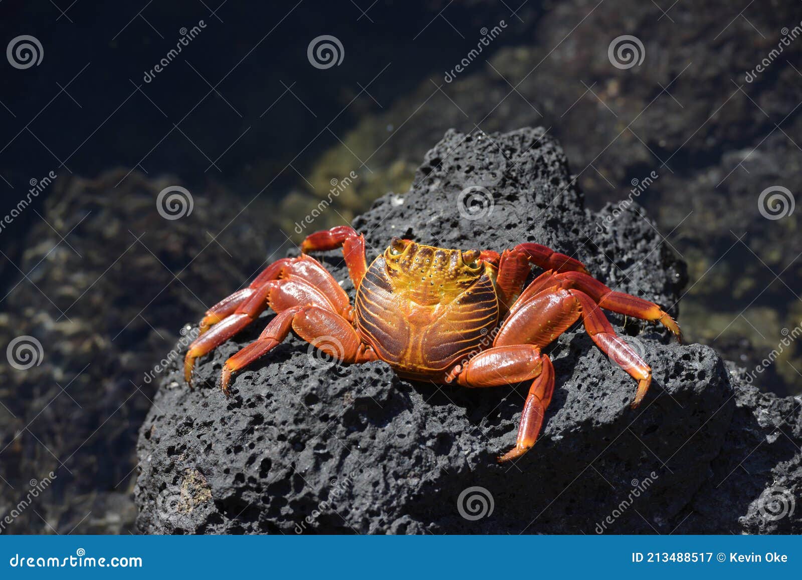 sally lightfoot crab, grapsus grapsus, santa cruz island