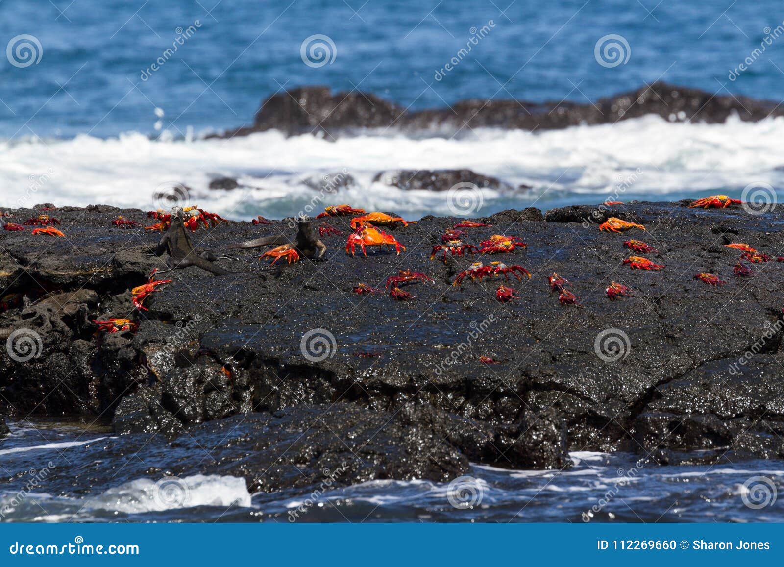 sally lightfoot crabs grapsus grapsus on a lava rock, galapagos