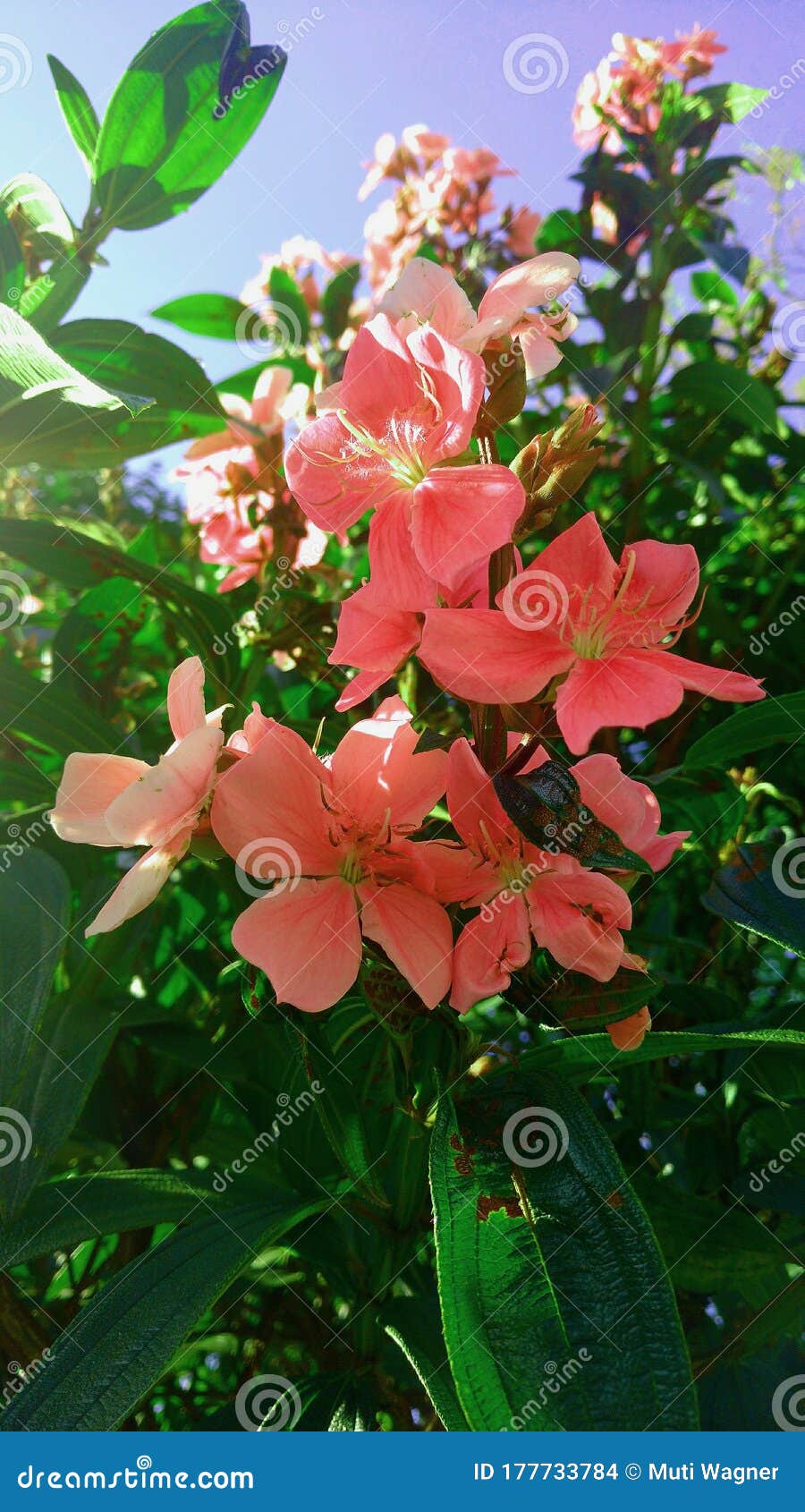 Salmoncolored flowers stock photo. Image of wild, green 177733784