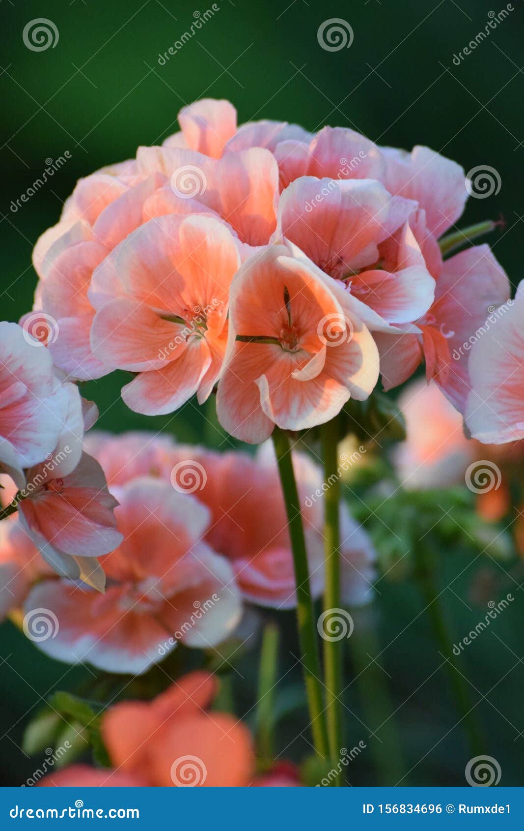 Salmoncolored Geranium stock photo. Image of plants 156834696