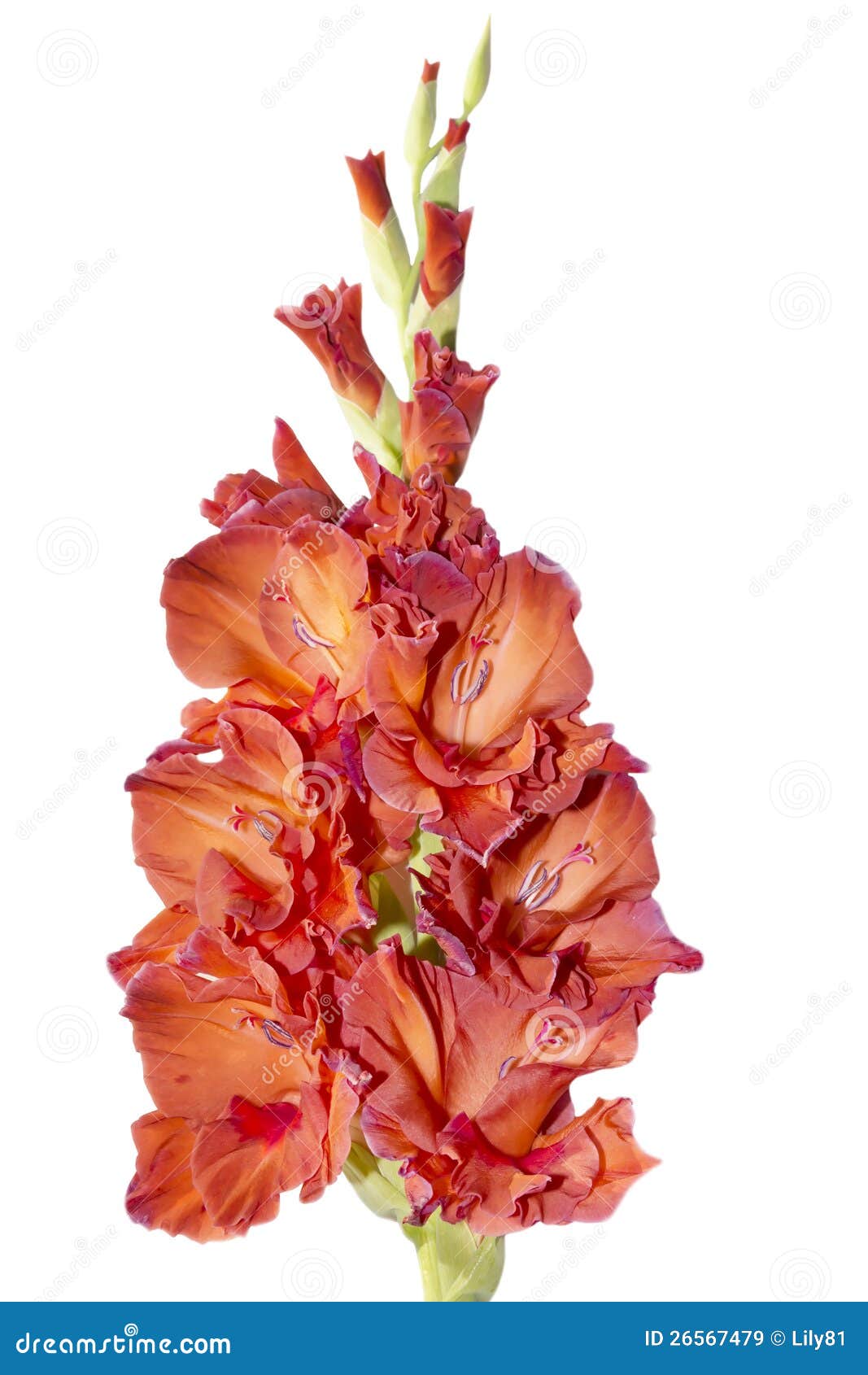 Salmon Colored Gladiolus stock image. Image of beauty 26567479