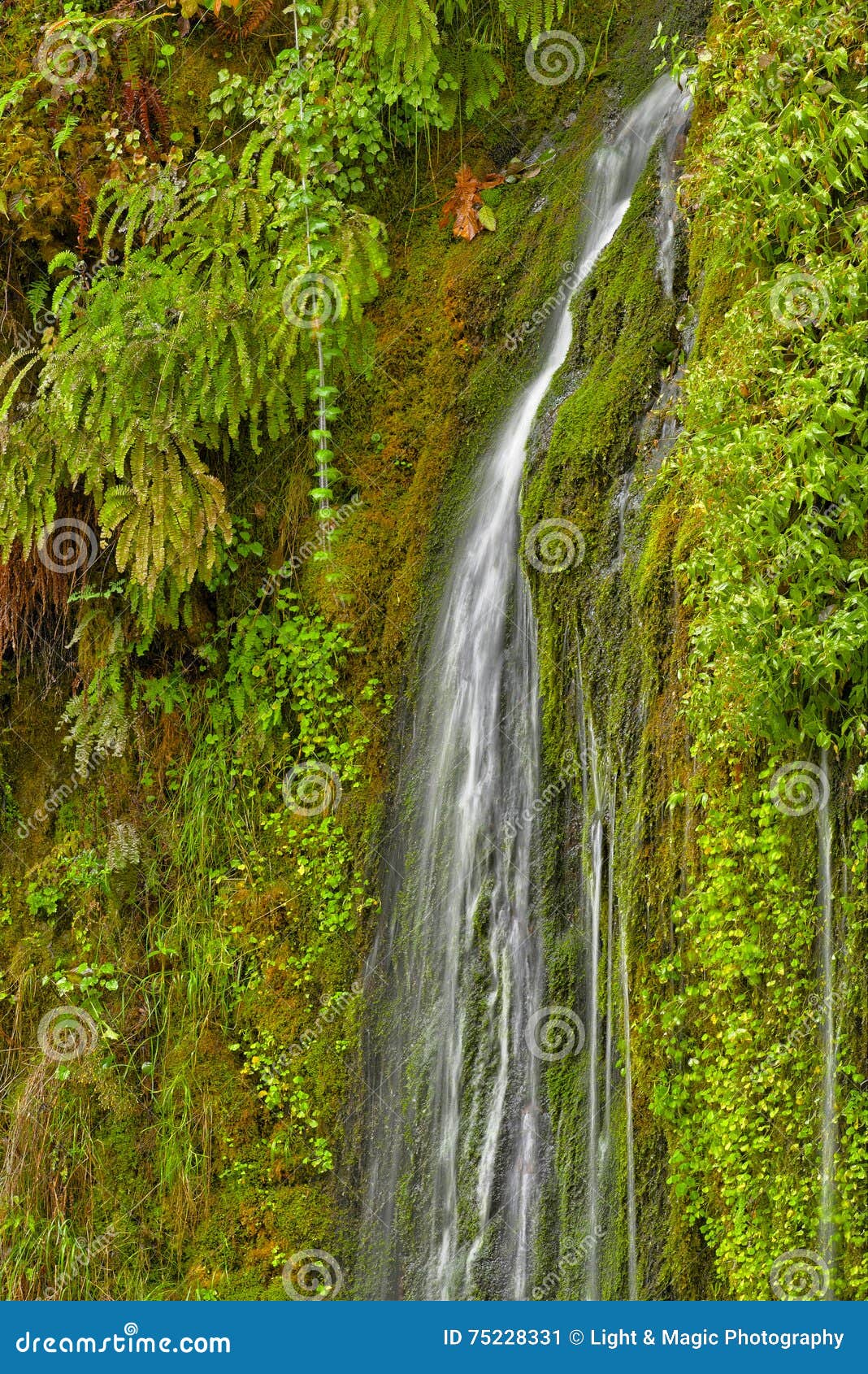 Salmon Creek Falls stock image. Image of lush, salmon 75228331