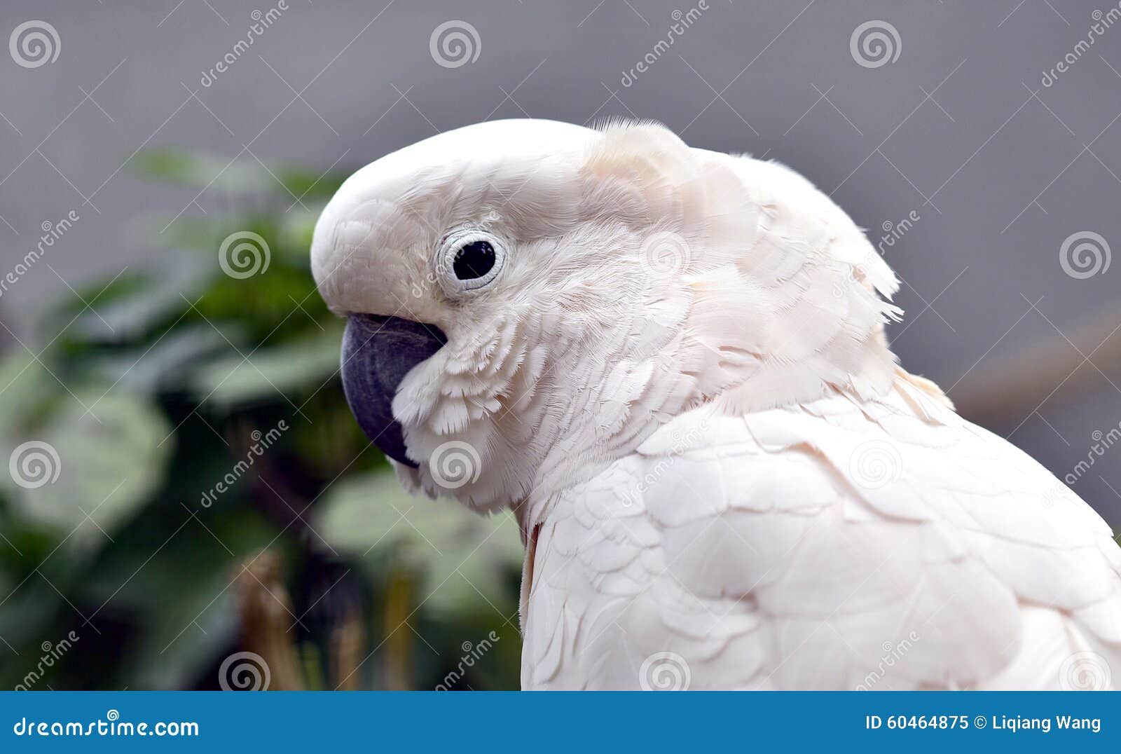 Salmoncrested Cockatoo stock image. Image of landscape 60464875