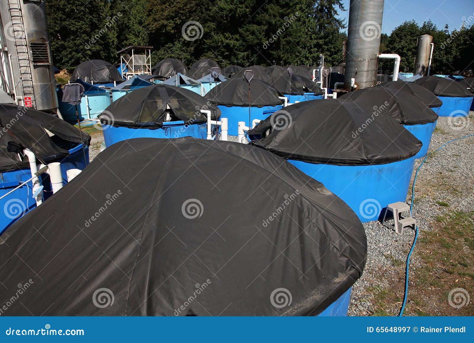 Salmon fish hatchery stock image. Image of sterlet, nature 65648997