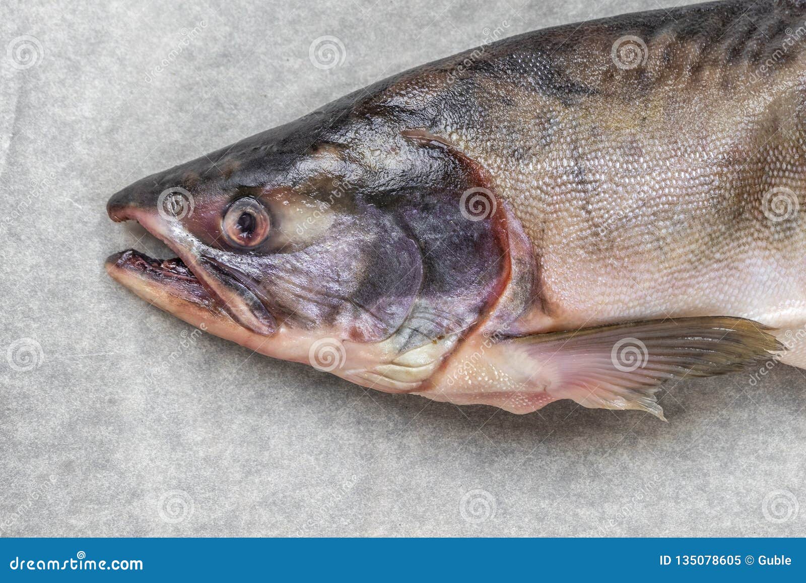 Salmon Fish Head. Part of the Fish Stock Image Image of preparing