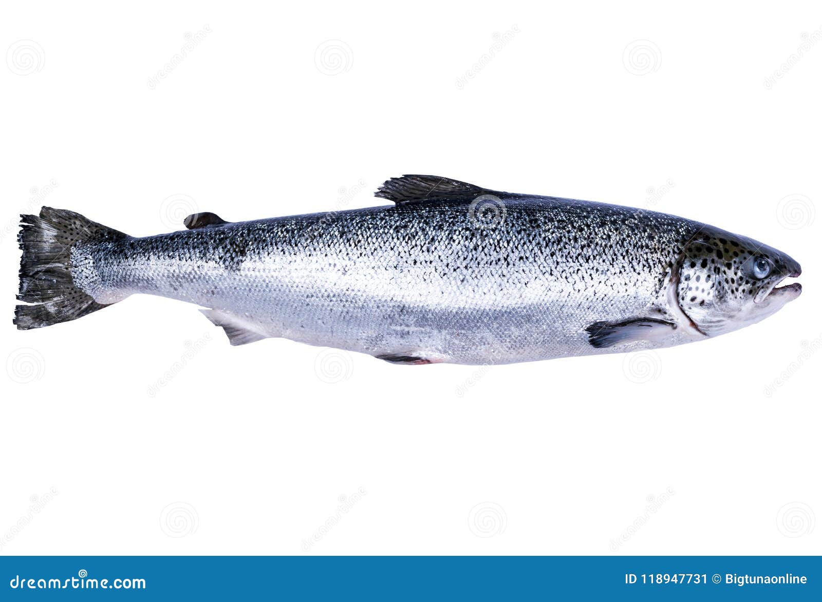 salmon fish  on white background. fresh wild salmon  on a white. fresh whole salmon. empty space for text. copy sp