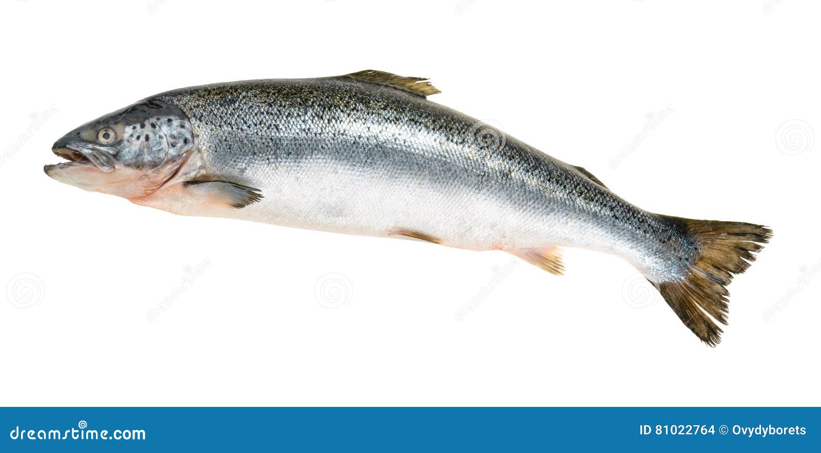 Salmon Fish Isolated on White without Shadow Stock Photo Image of