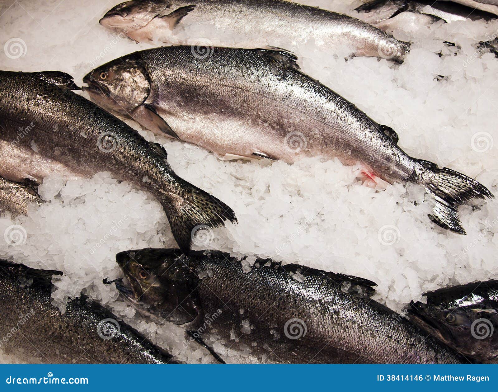 Salmon at Fish Market stock photo. Image of chips, salmon 38414146