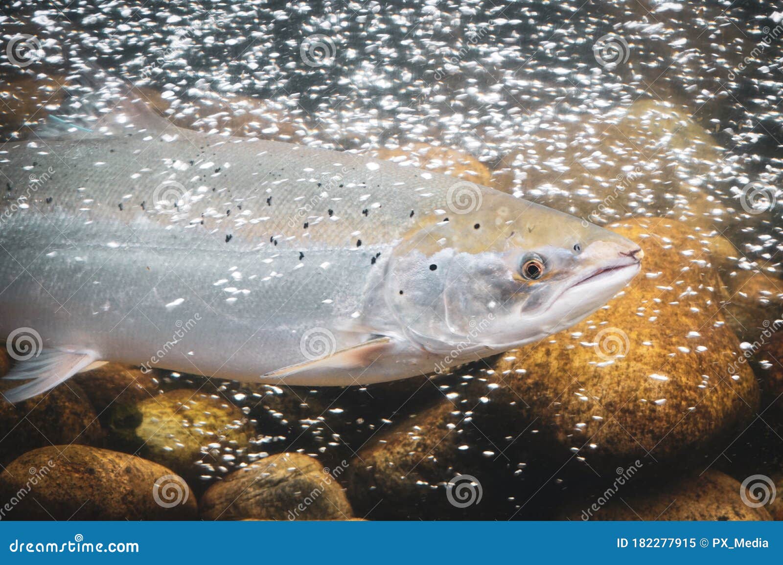 Salmon Fish Swimming Under Water - Norway, Scandinavia Stock Image ...