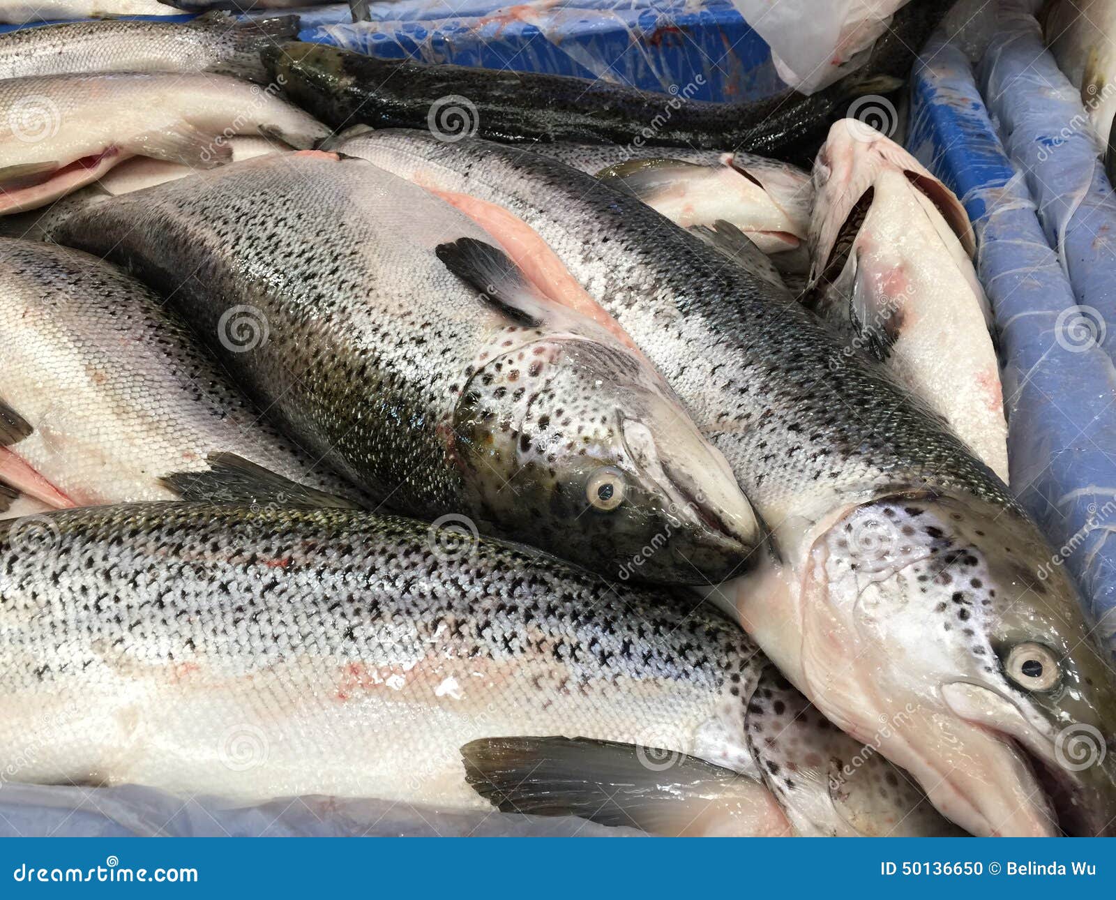 Salmon fish stock photo. Image of tasmanian, market, seafood 50136650