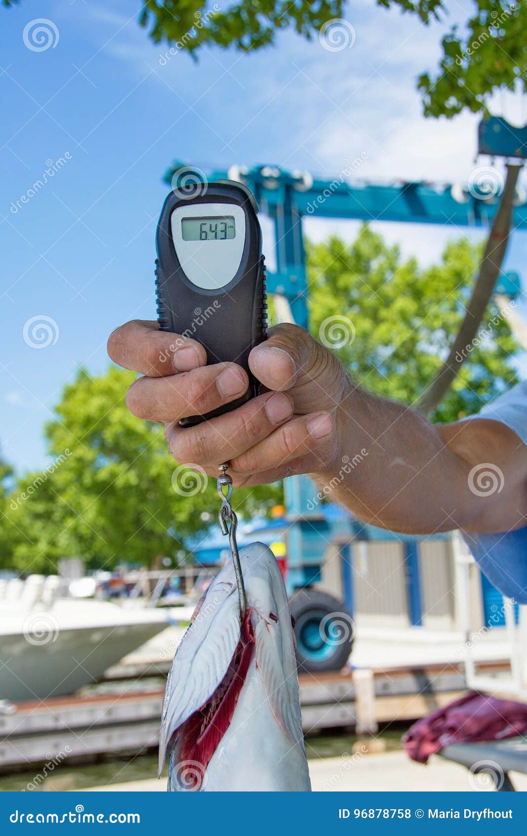 Salmon on Fish Weighing Scale Stock Photo - Image of weight, hook