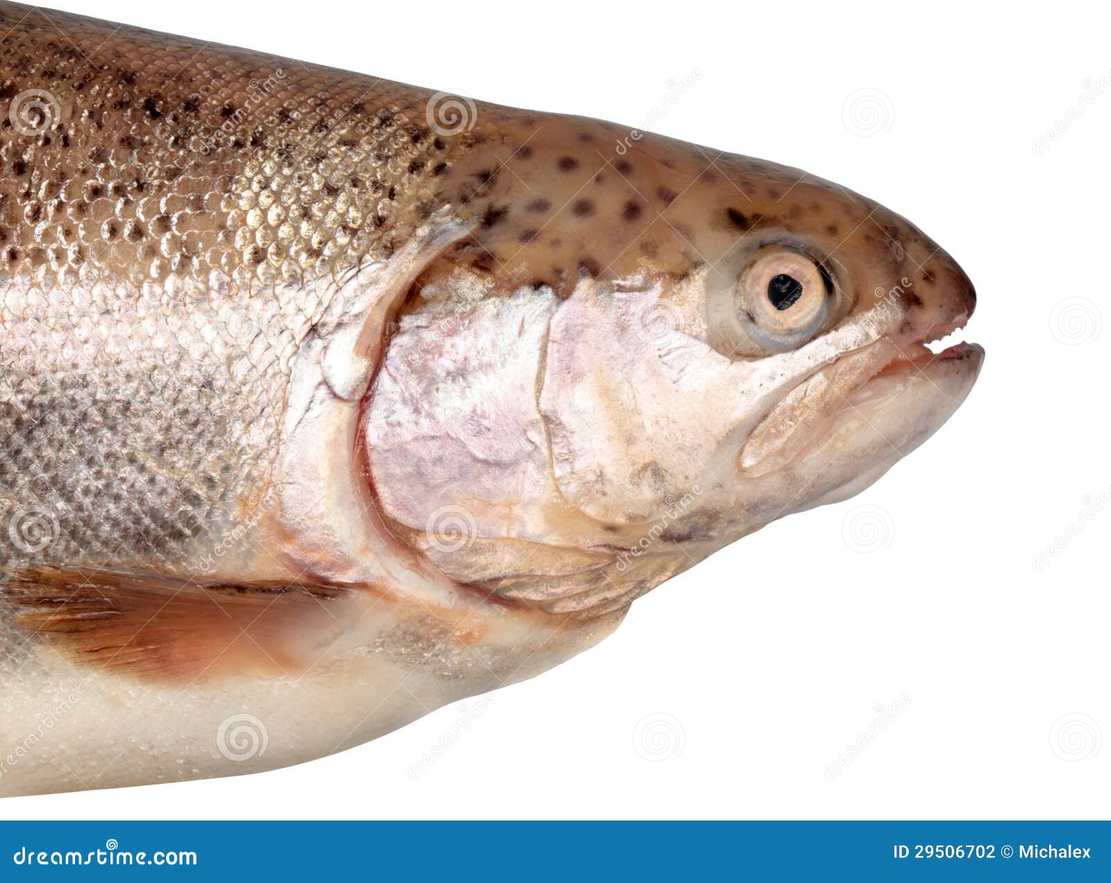 Salmon head stock photo. Image of food, white, seafood 29506702