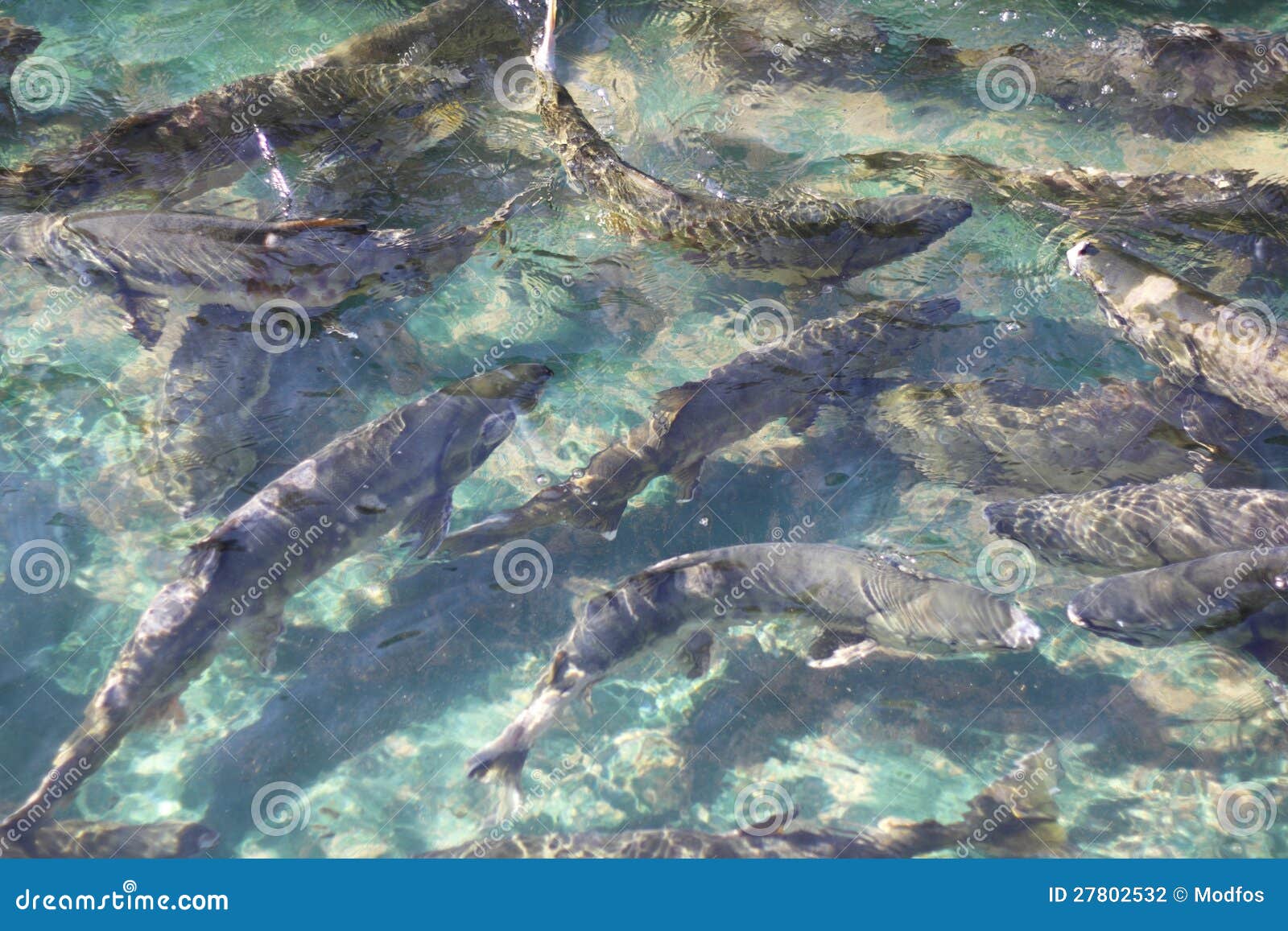 Salmon Holding Tank in Hatchery Stock Photo Image of cuisine