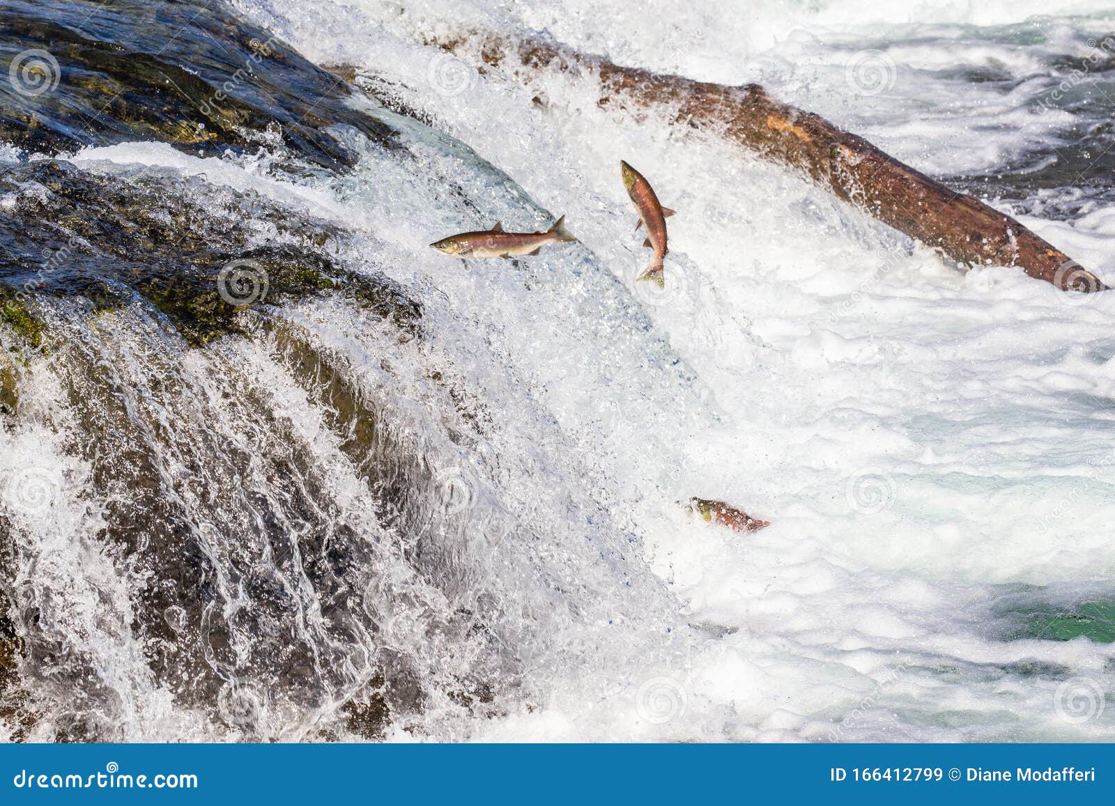 salmon jumping upstream at brooks falls in katmai, ak